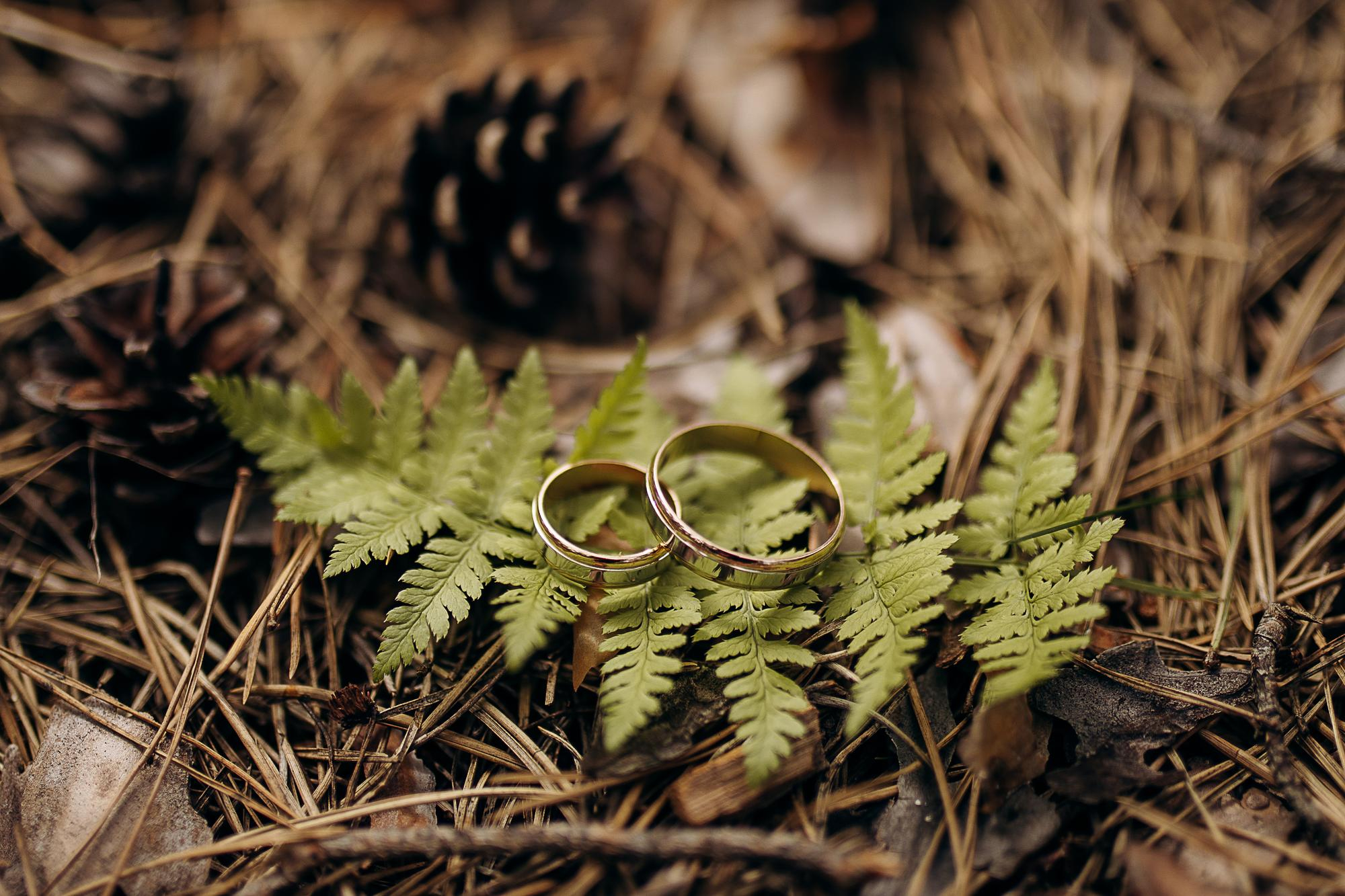 Forest Romance